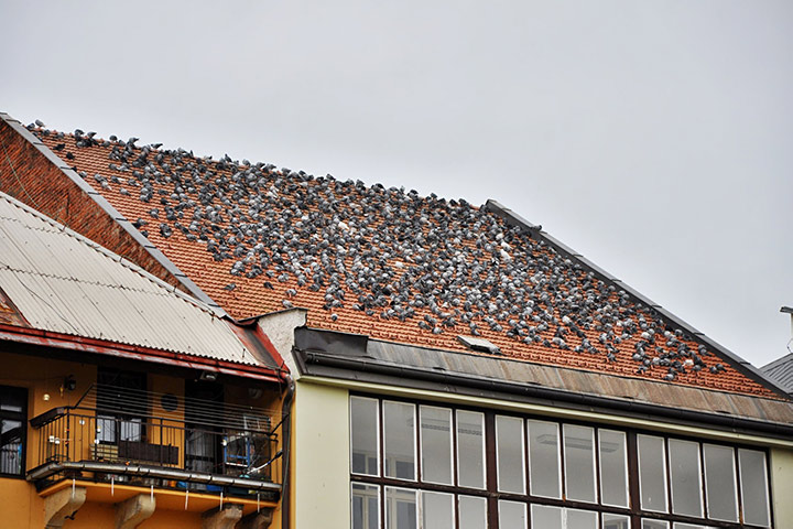 A2B Pest Control are able to install spikes to deter birds from roofs in Stanwell. 