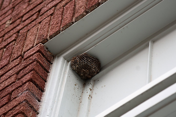 We provide a wasp nest removal service for domestic and commercial properties in Stanwell.